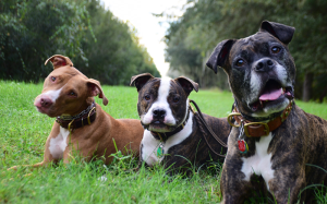 puppy training Bradenton