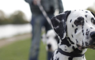 puppy training in sarasota