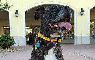 dog train in bradenton