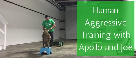 Human-Aggressive-Training-Gulf-Coast-K9-Dog-Training