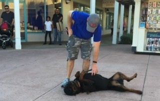 dog trainers in sarasota