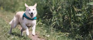 puppy training bradenton