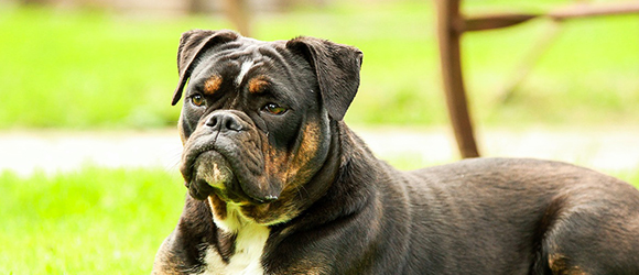 dog obedience Sarasota