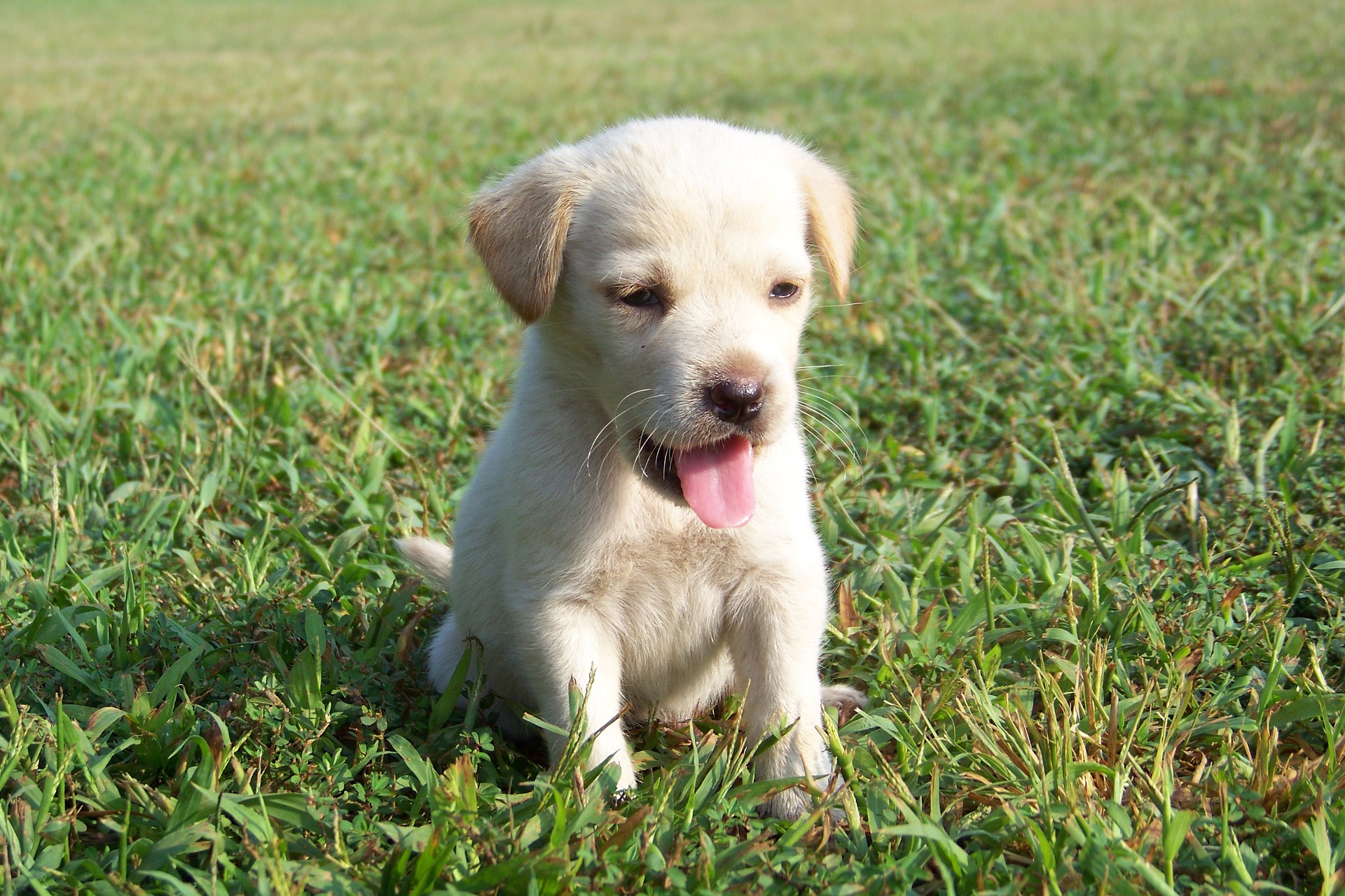 dog trainers in Sarasota