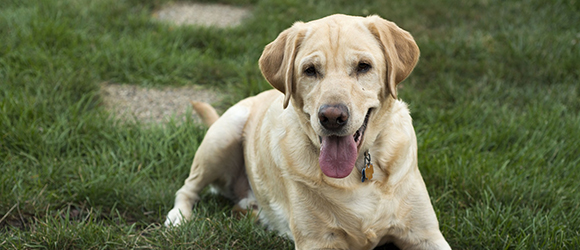 dog trainers bradenton