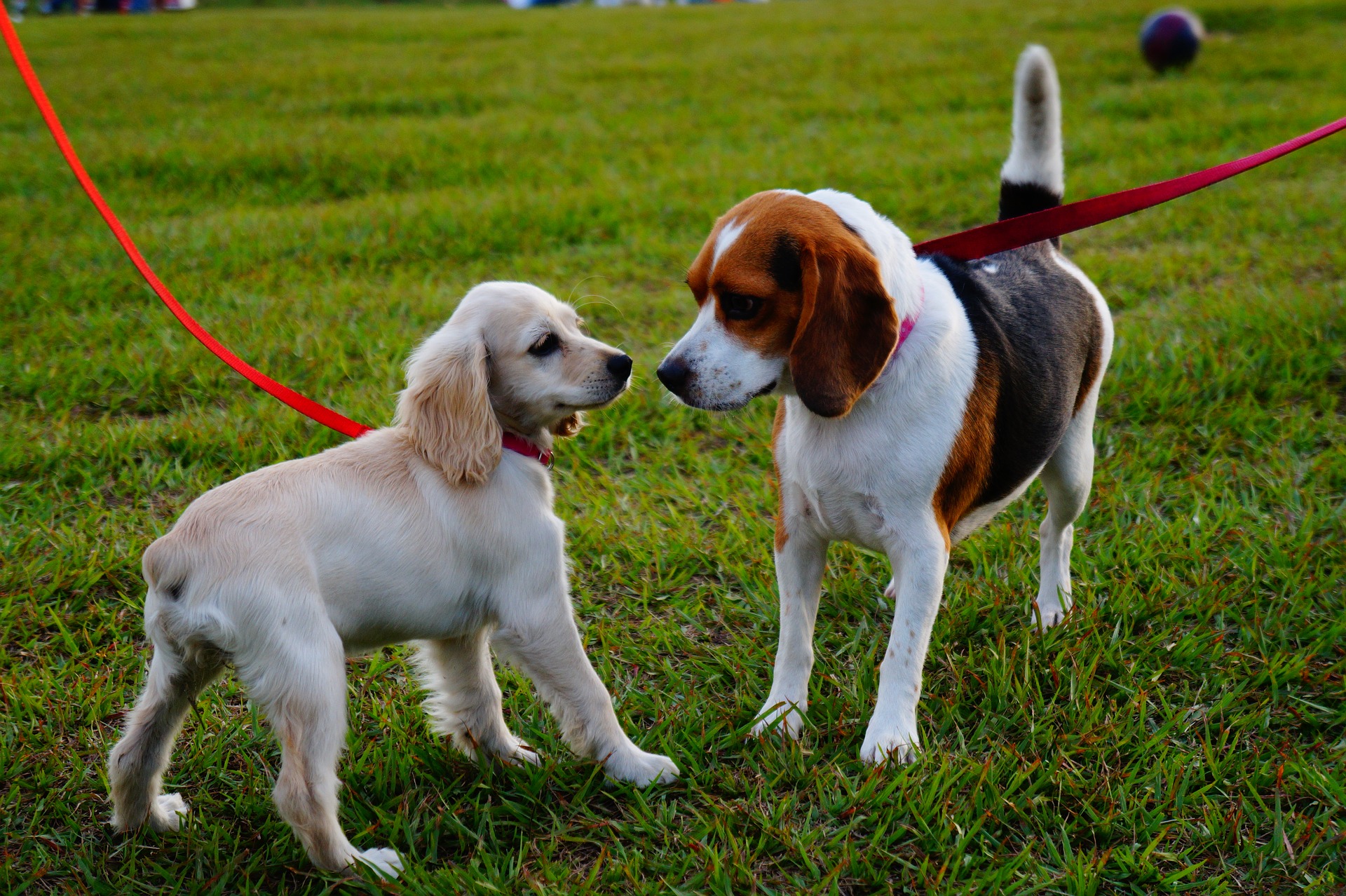 sarasota dog trainers