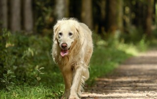 sarasota dog trainers