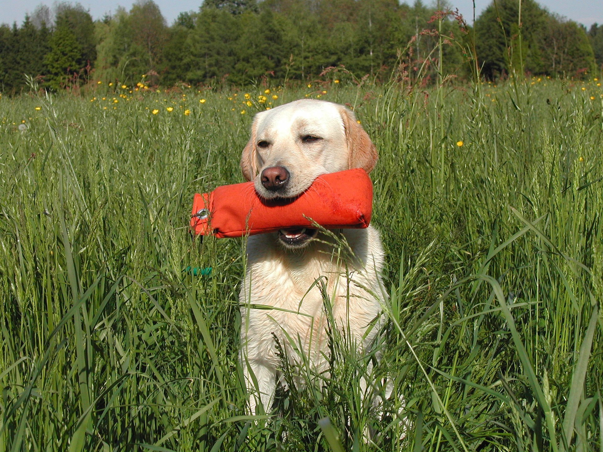 dog trainers Sarasota FL