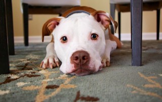 puppy house training