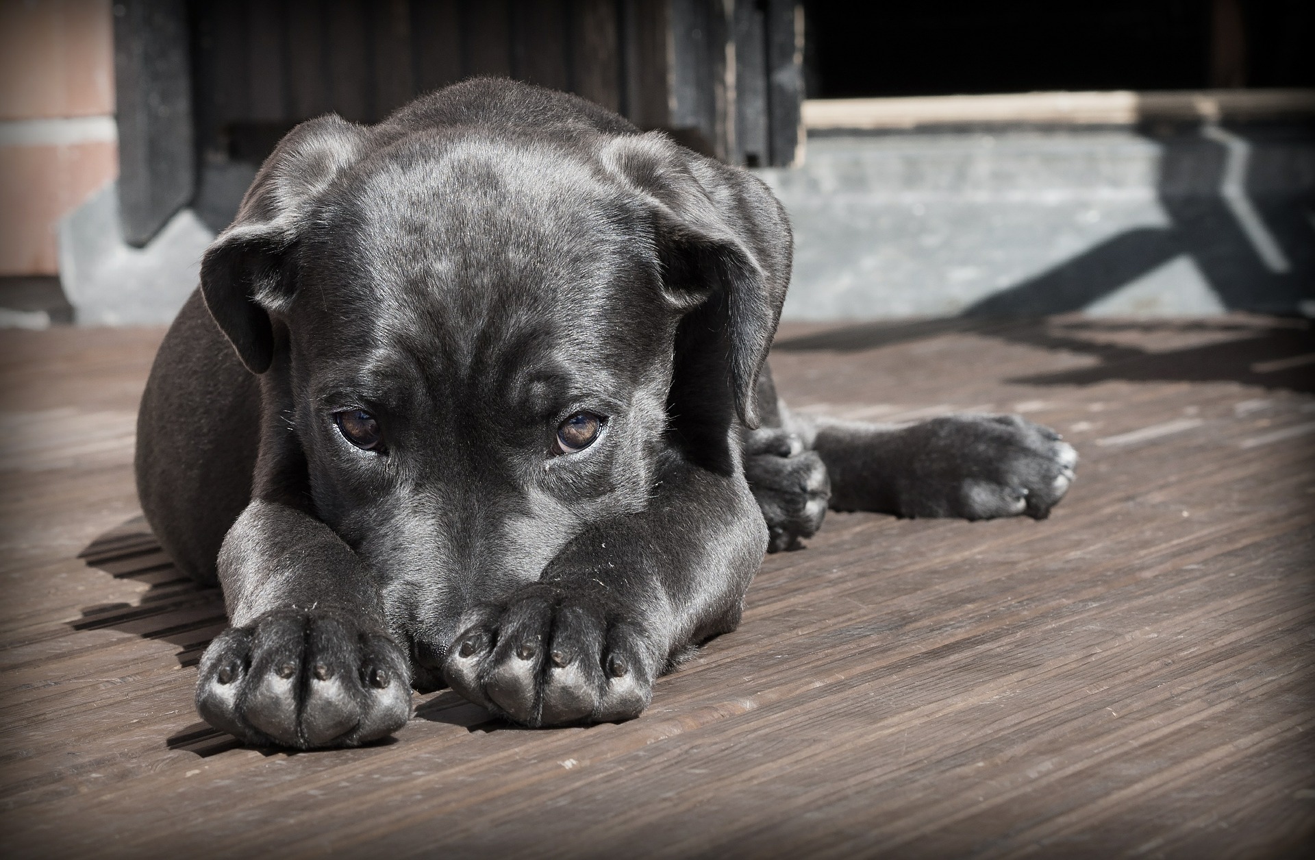 dog obedience training Bradenton