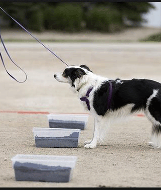 dog training event