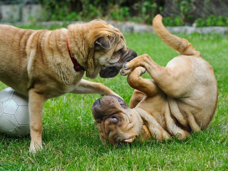 Do Dogs Learn From Each Other? | Gulf Coast K9 Dog Training