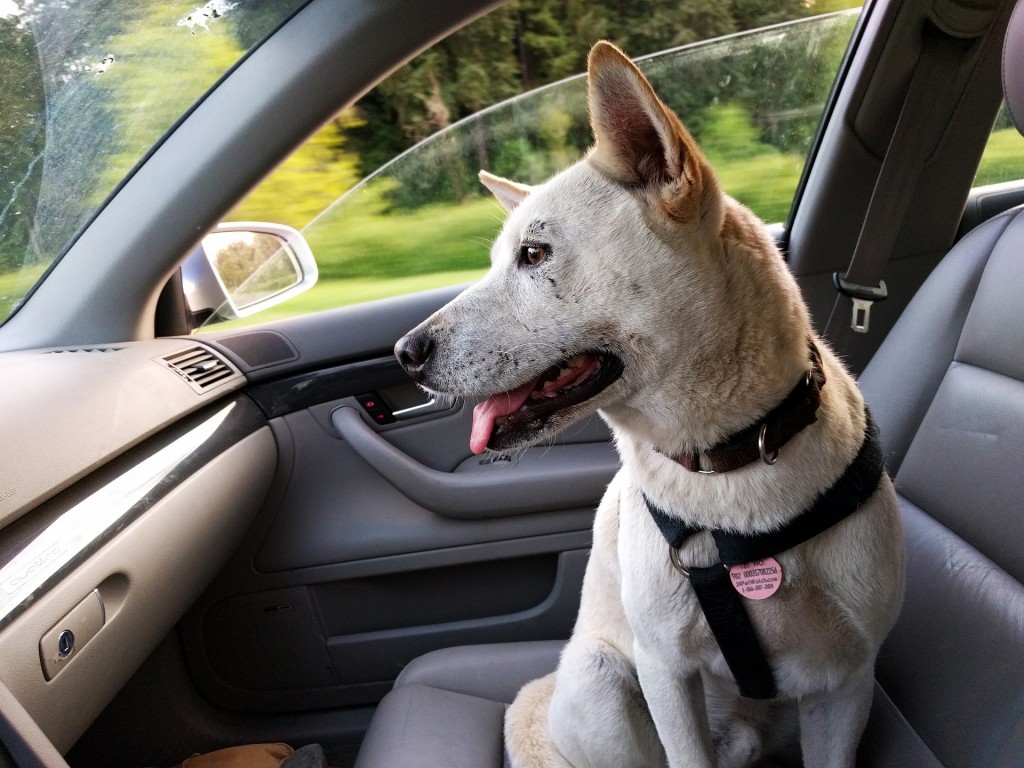 Teaching your Dog to Jump into the Car Gulf Coast K9 Dog Training