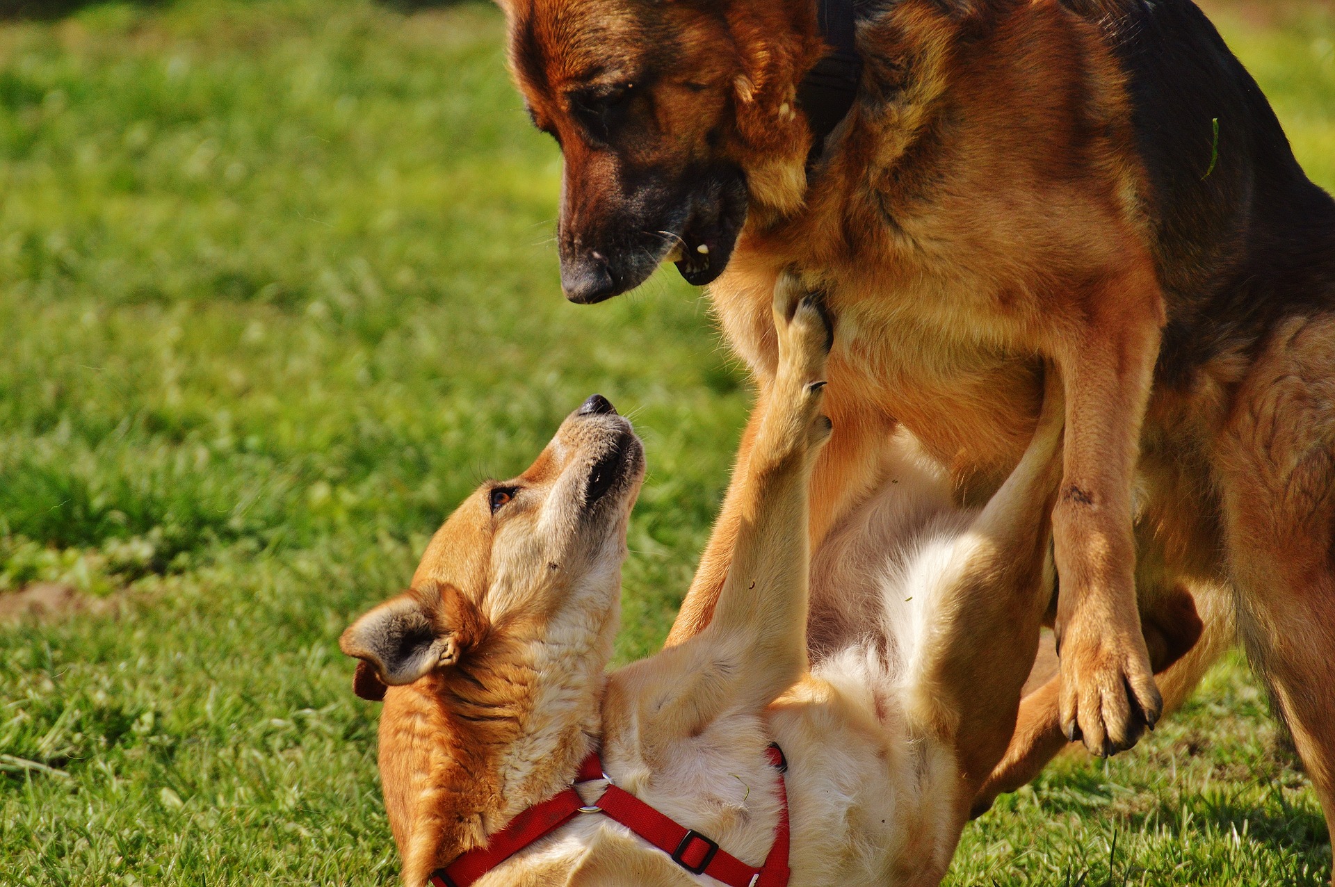 how do you know if your dog has behavior problems