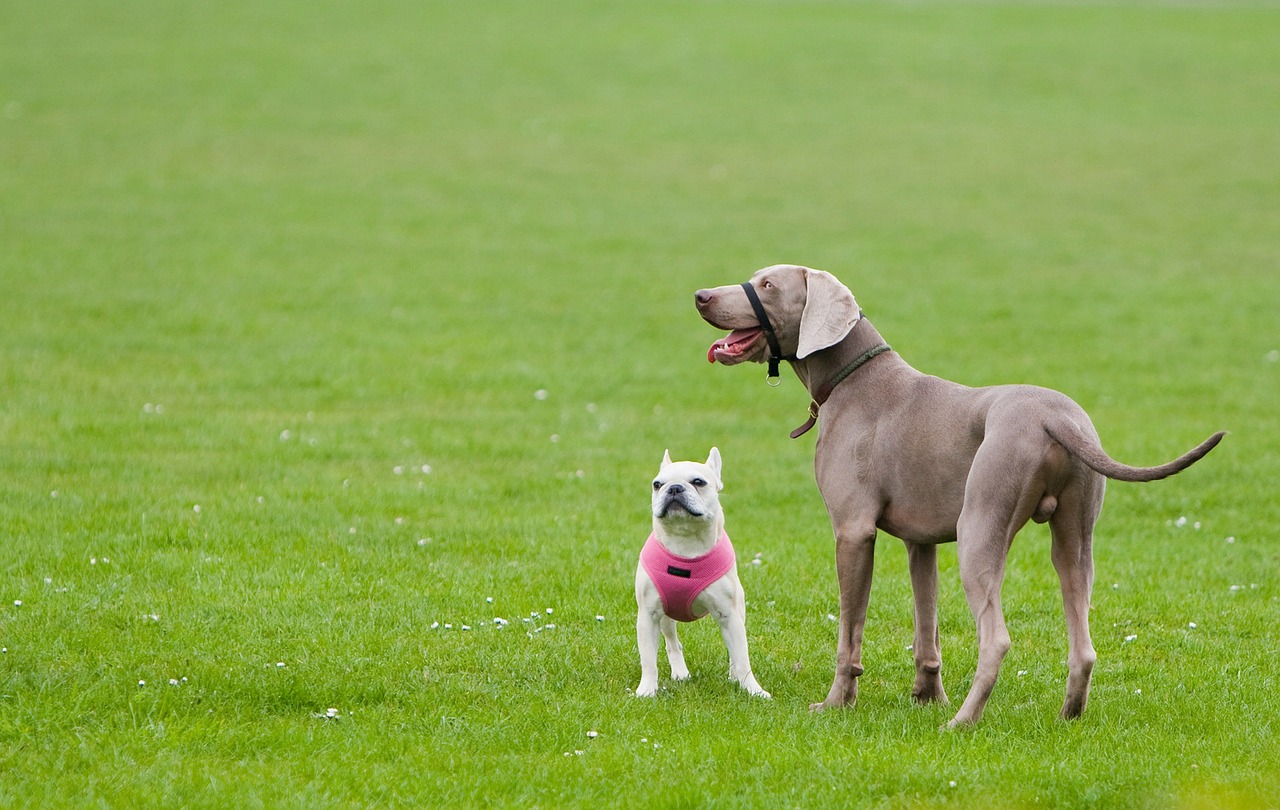 best bradenton dog trainers