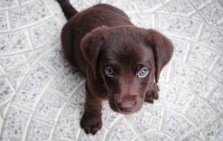 puppy training Sarasota