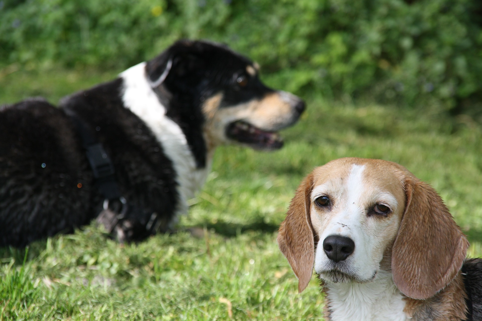 Bradenton dog training