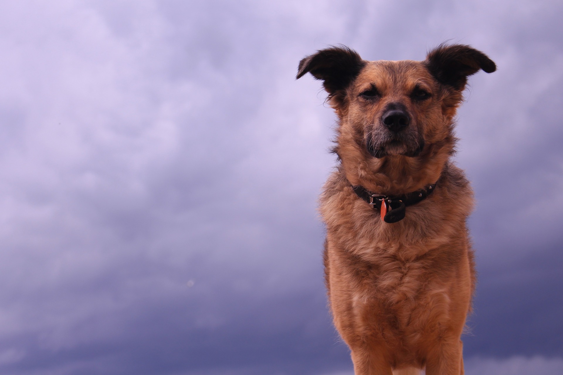 how do you calm a dog down in a thunderstorm