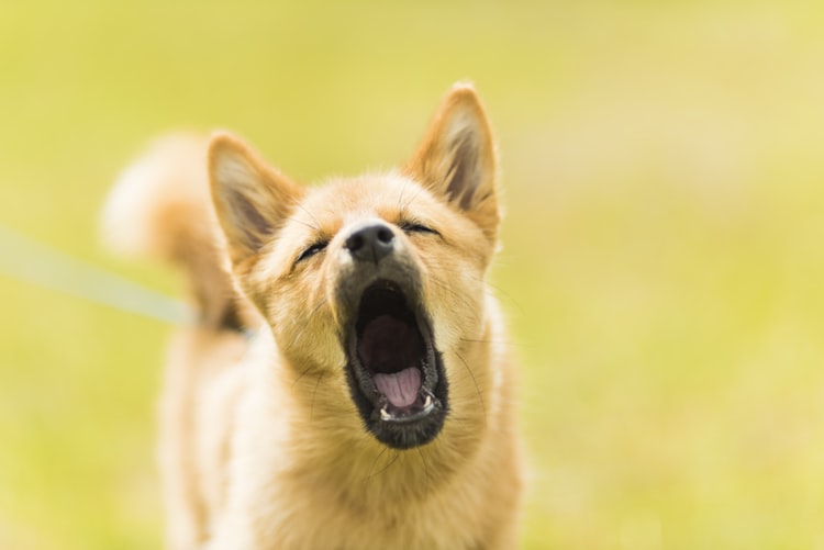 Bradenton obedience dog training