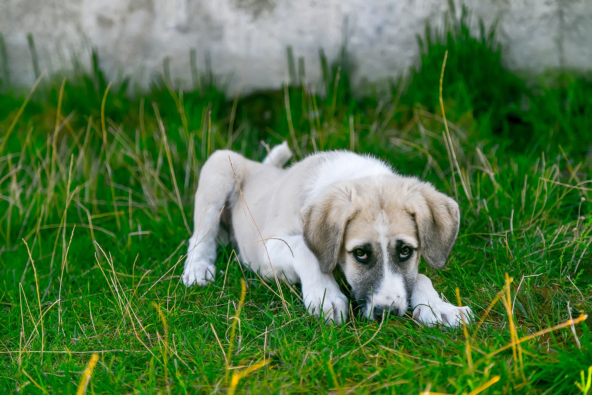 dog trainer Bradenton