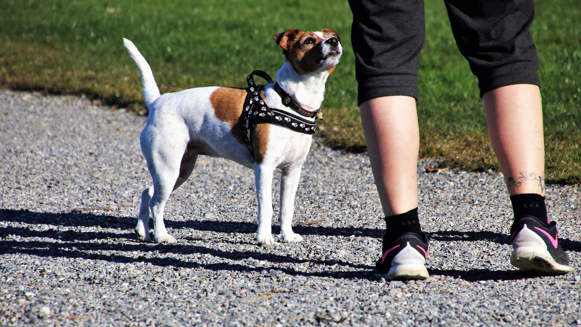 Sarasota dog trainers