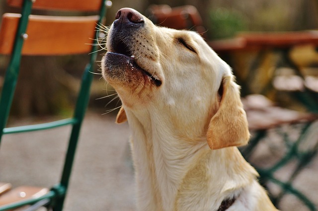 sarasota obedience training