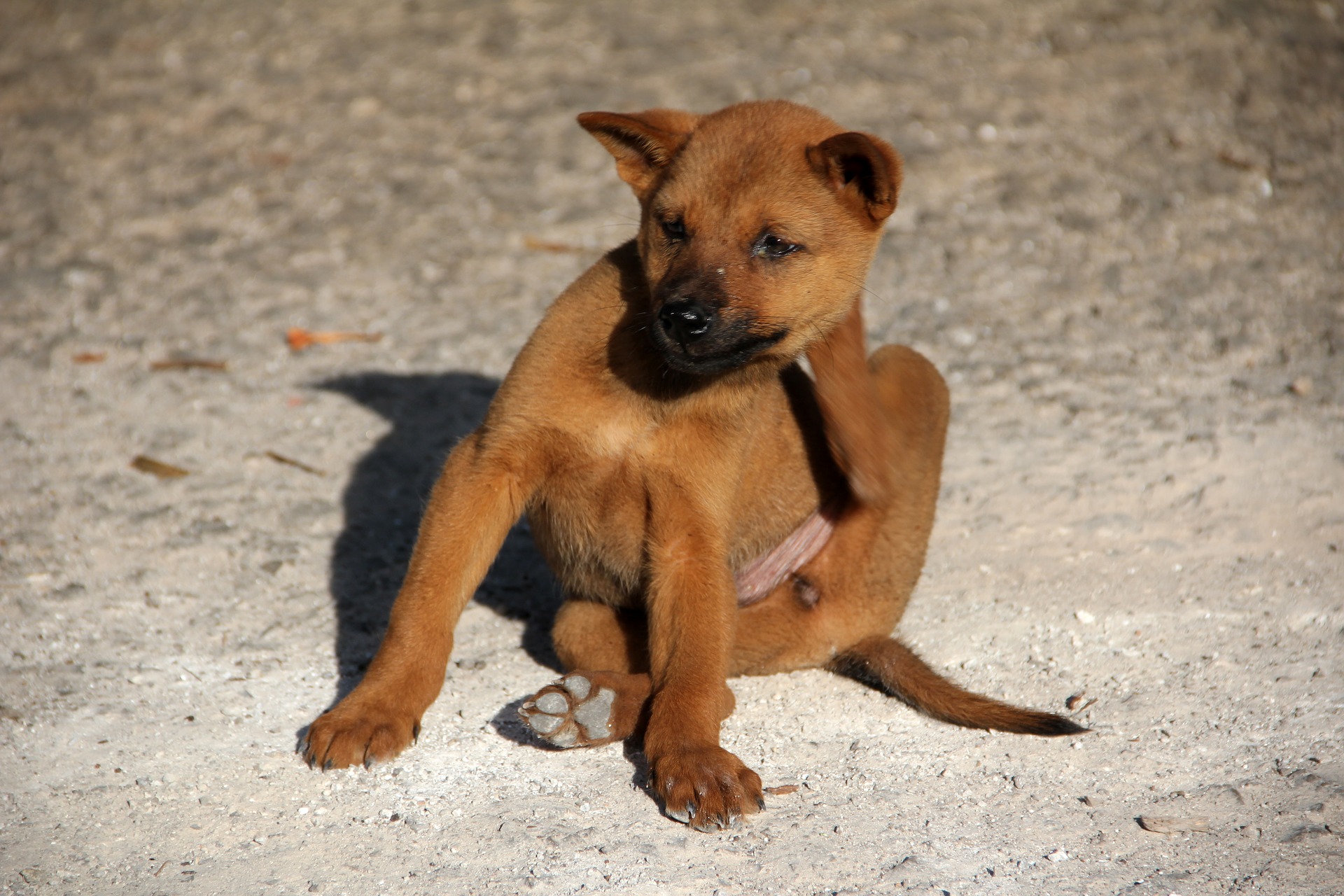 Sarasota obedience school