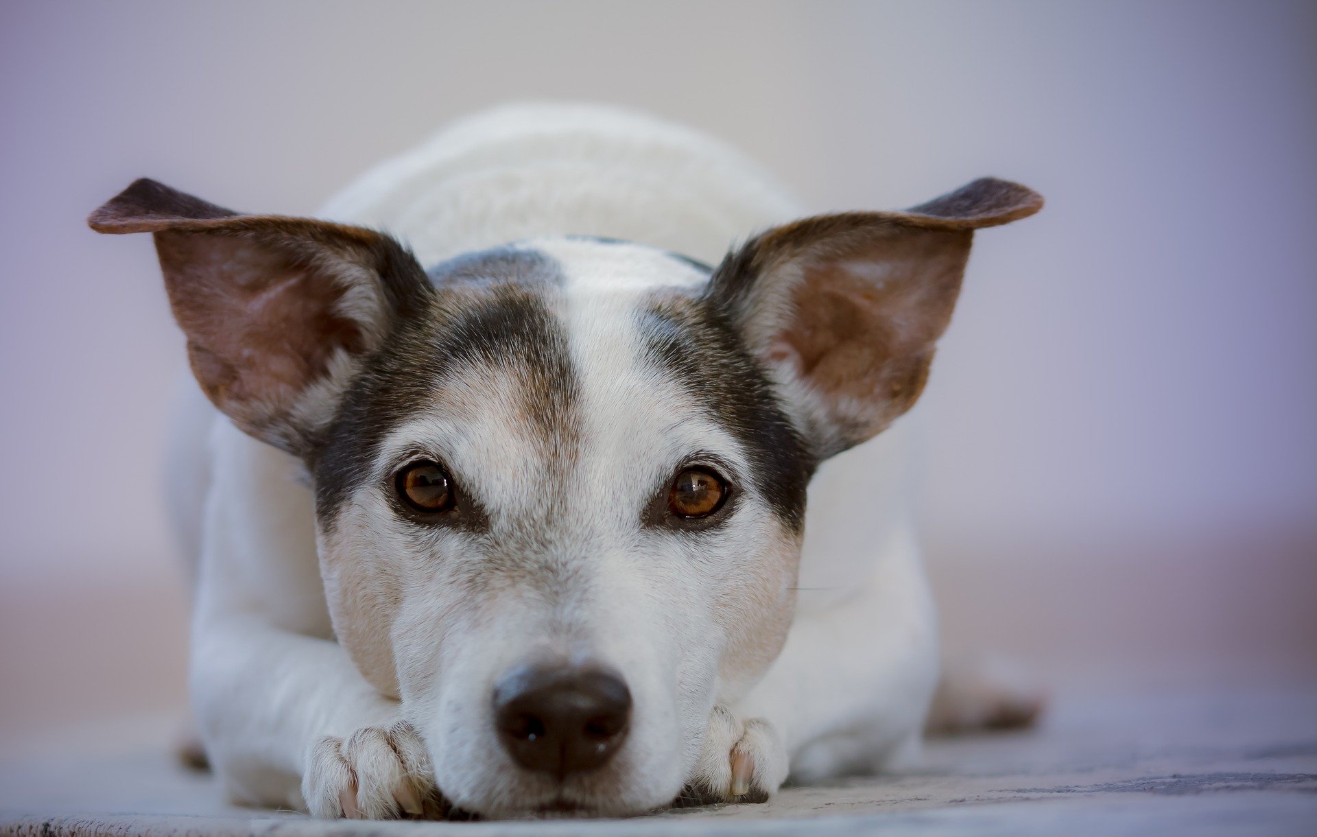 Bradenton dog trainers