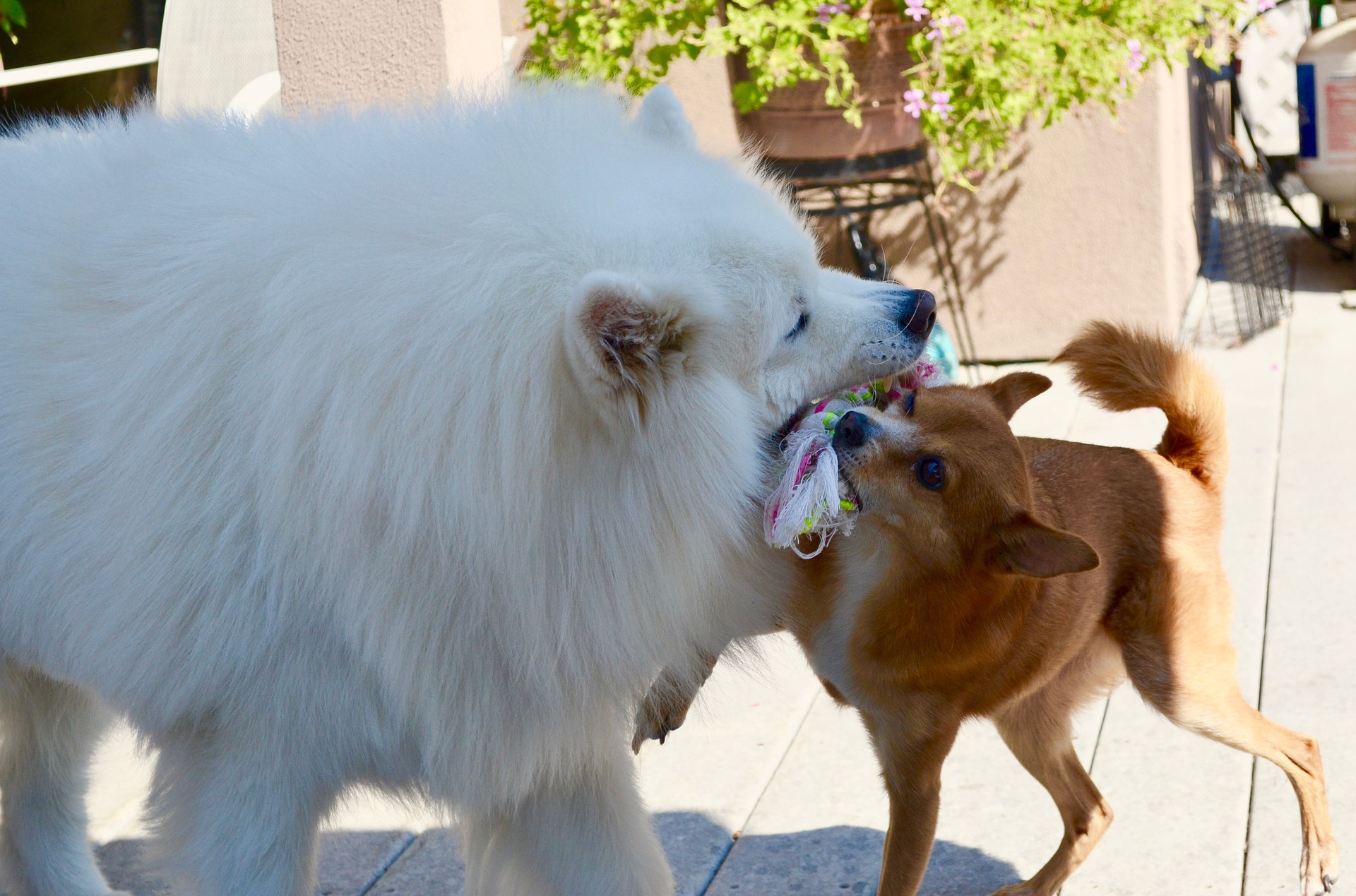 obedience training