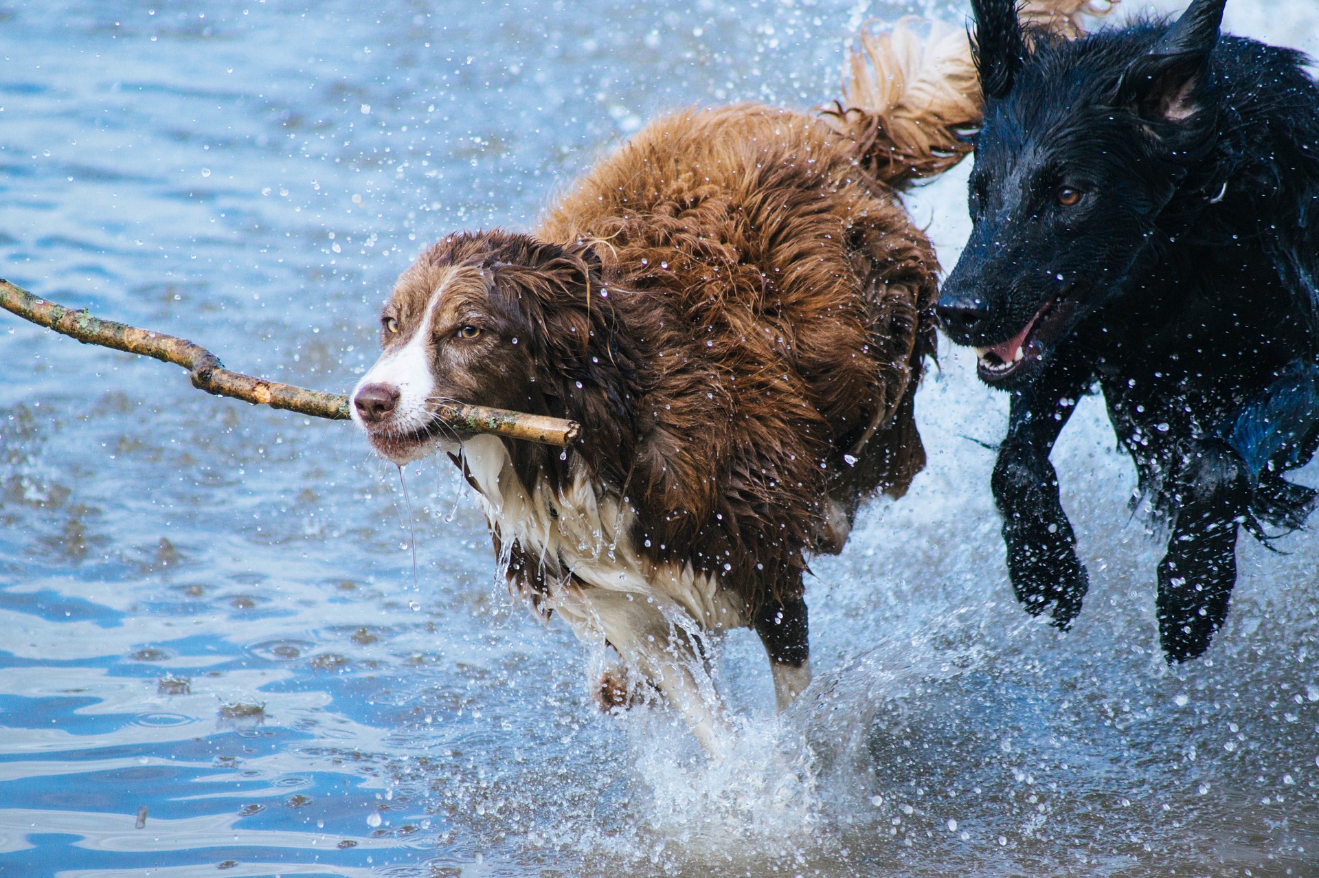 Sarasota canine playcare