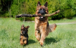 dog training