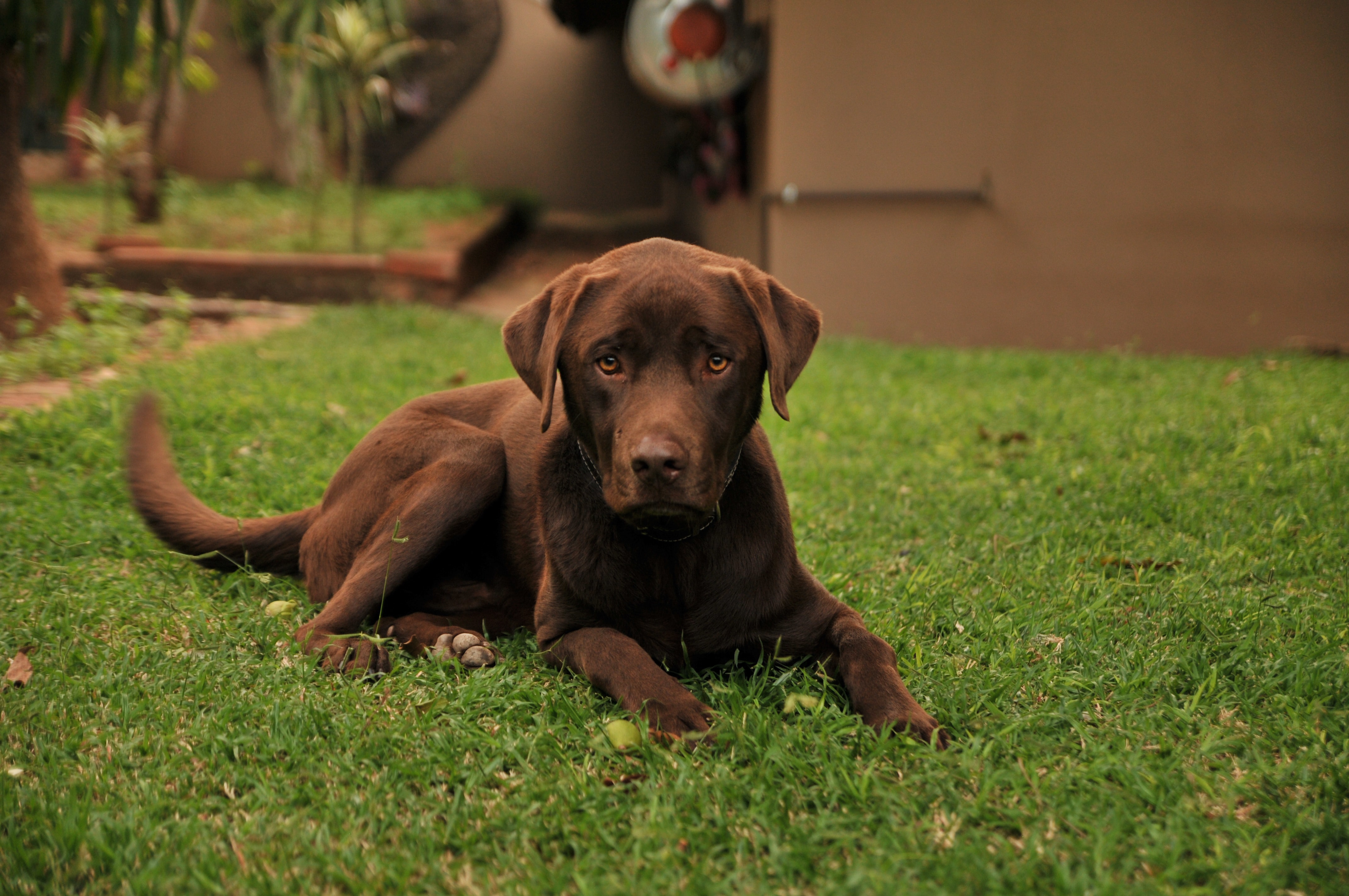 Bradenton dog trainer