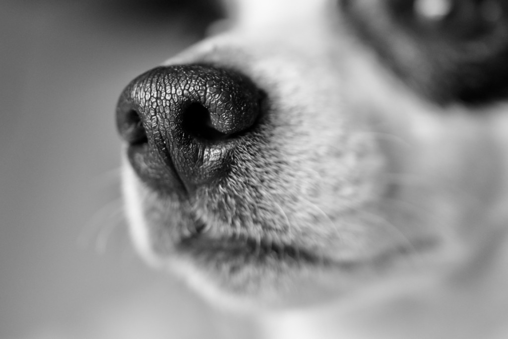 How Strong is Your Dog's Sense of Smell? | Gulf Coast K9 Dog Training