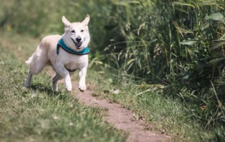 dog obedience training