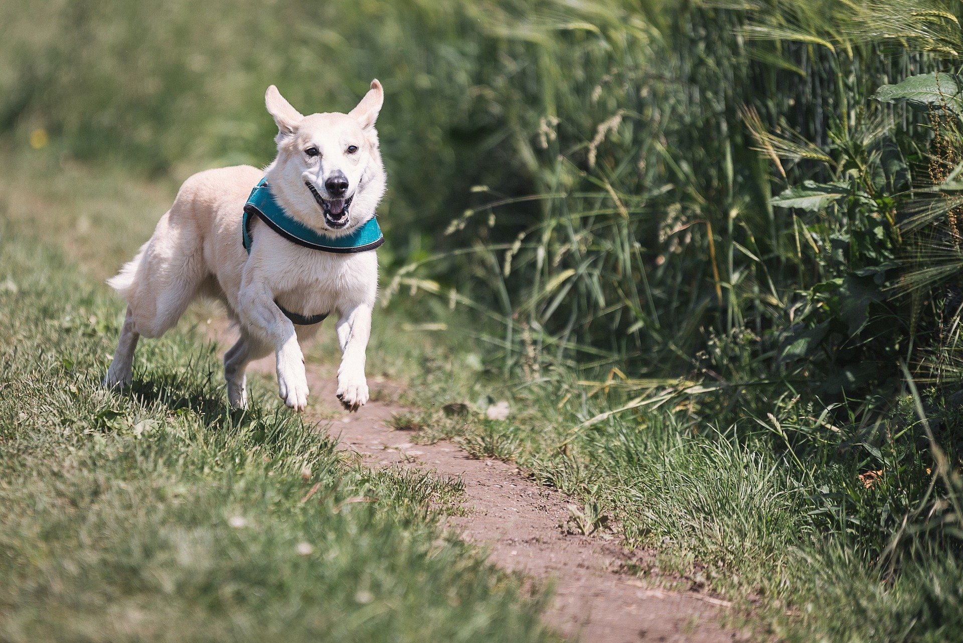 dog obedience training