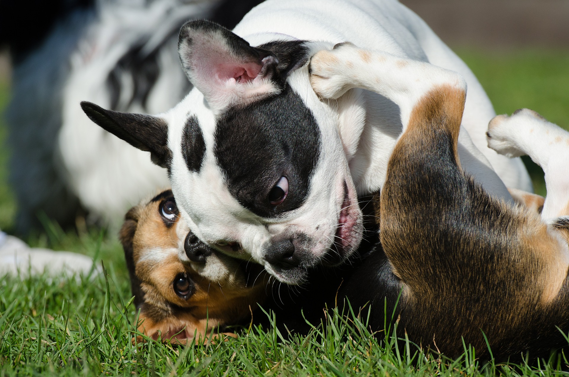 are dog parks a good idea