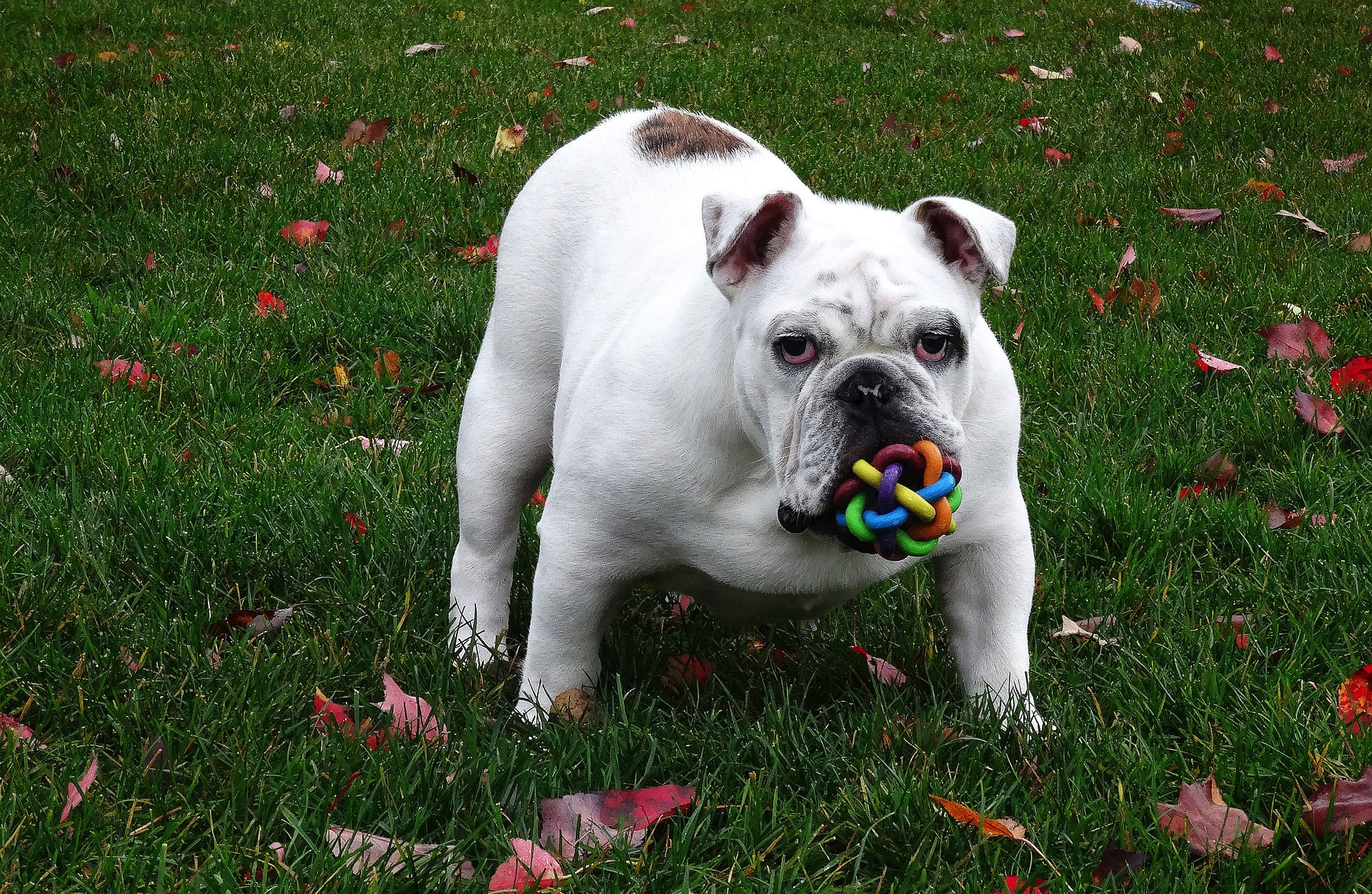 obedience training