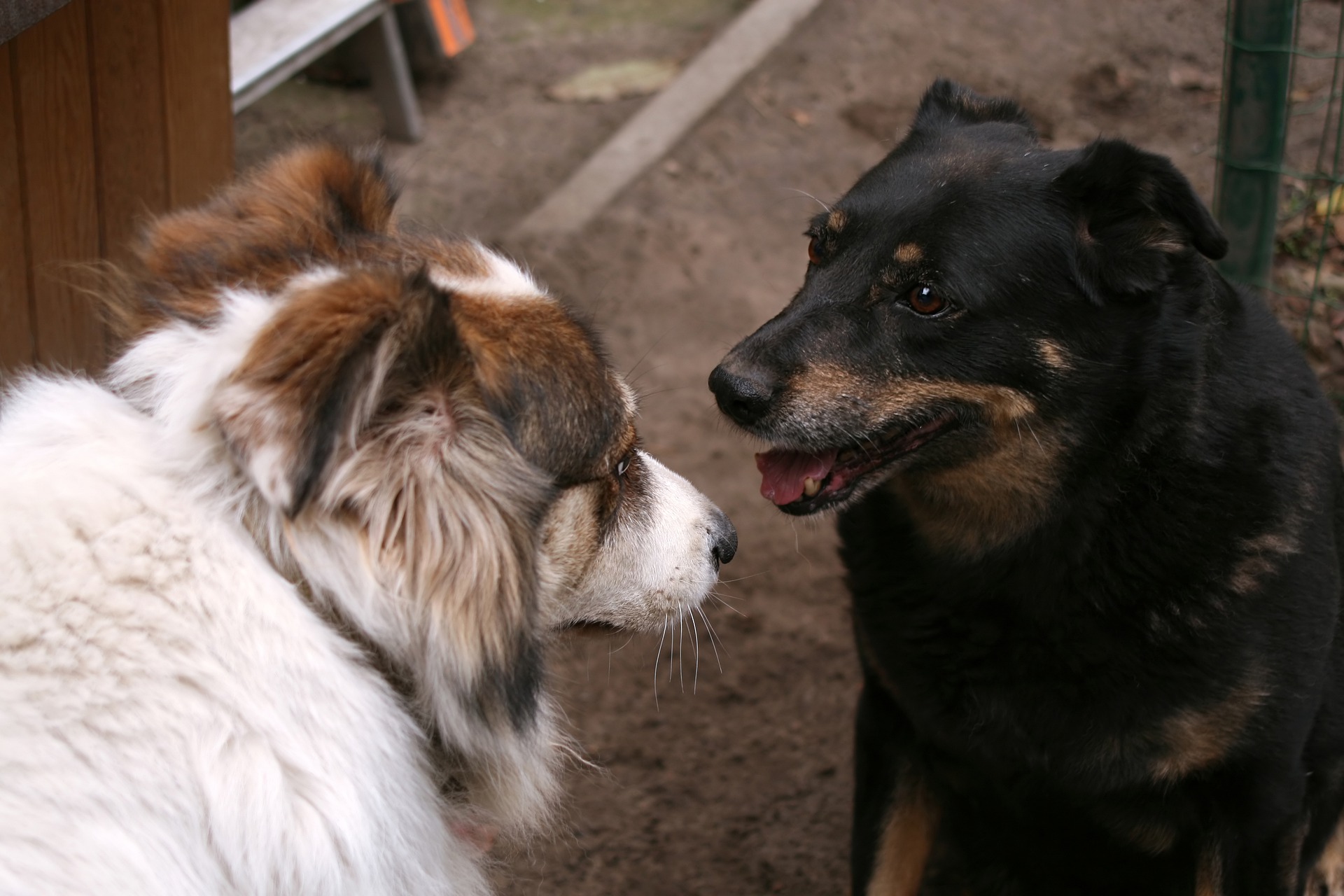 dog training and socialization