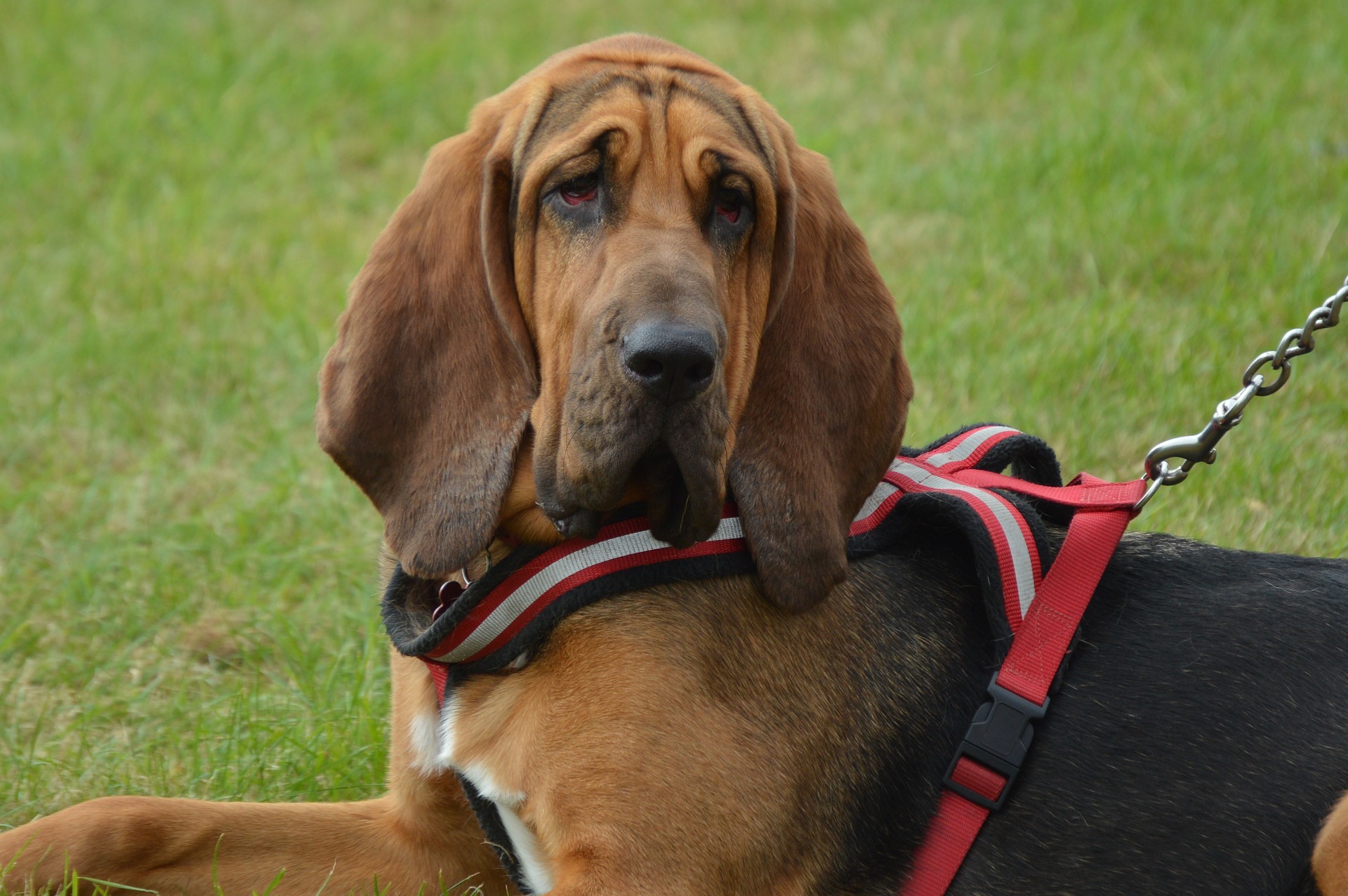 obedience training Bradenton