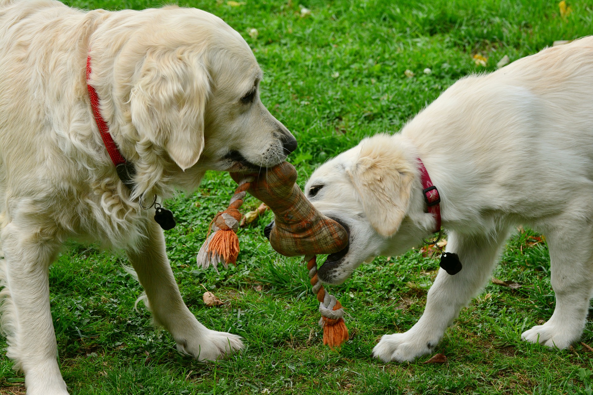 Bradenton dog obedience class