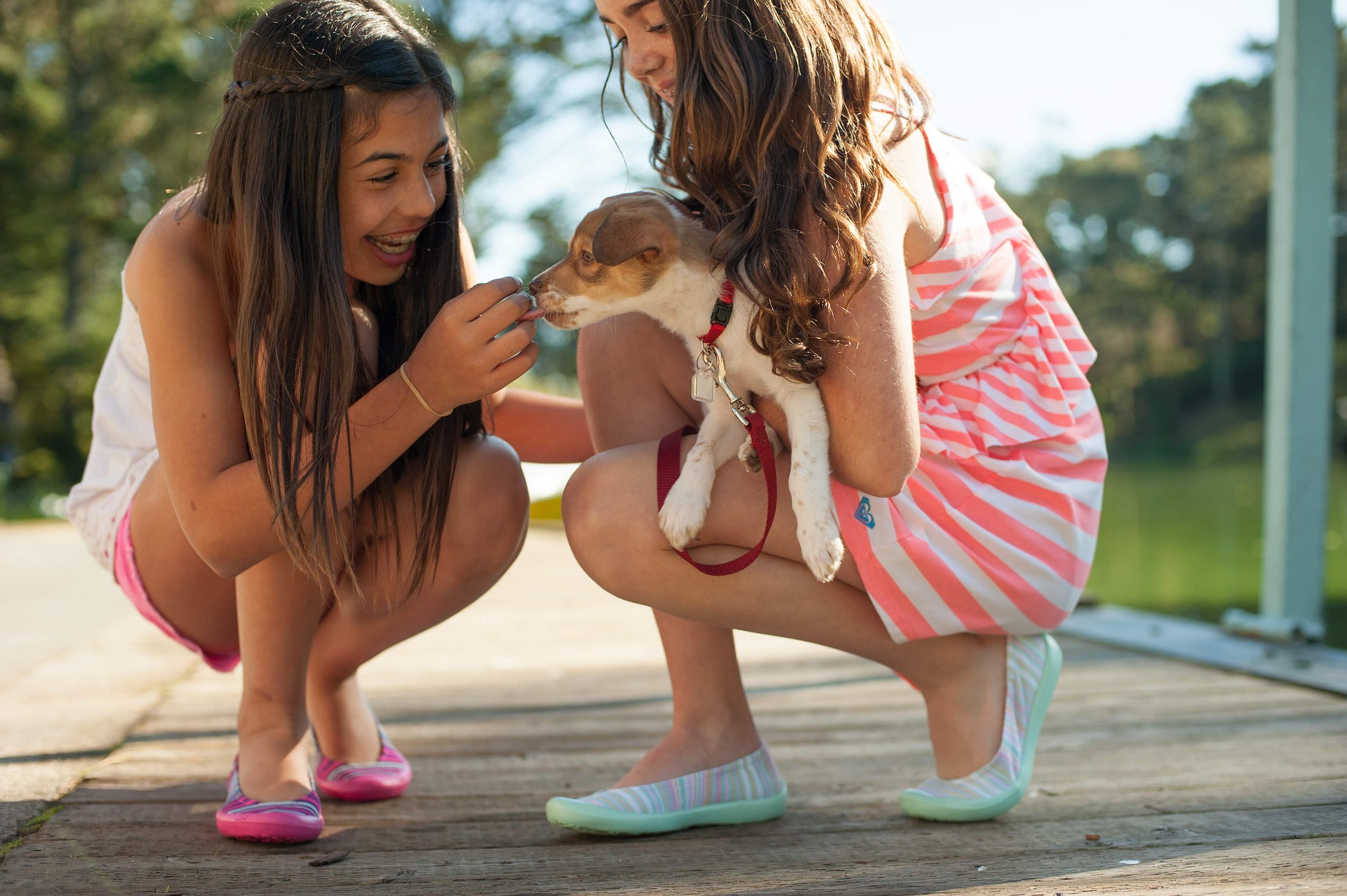 dog training enrichment tips