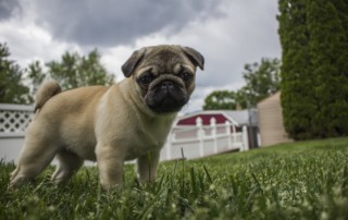 Bradenton dog trainer