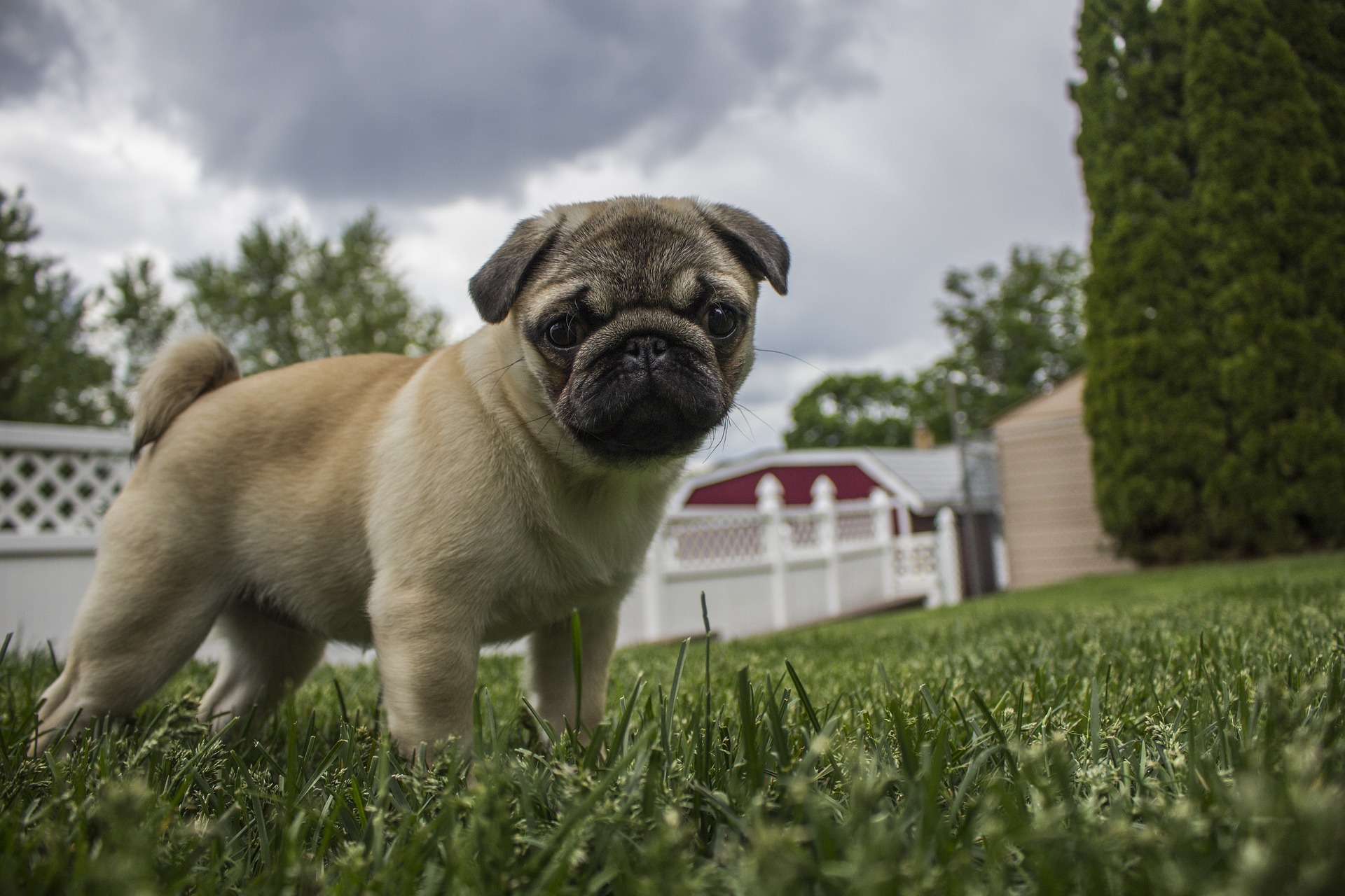 Bradenton dog trainer 