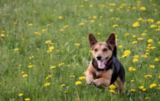 obedience training Sarasota