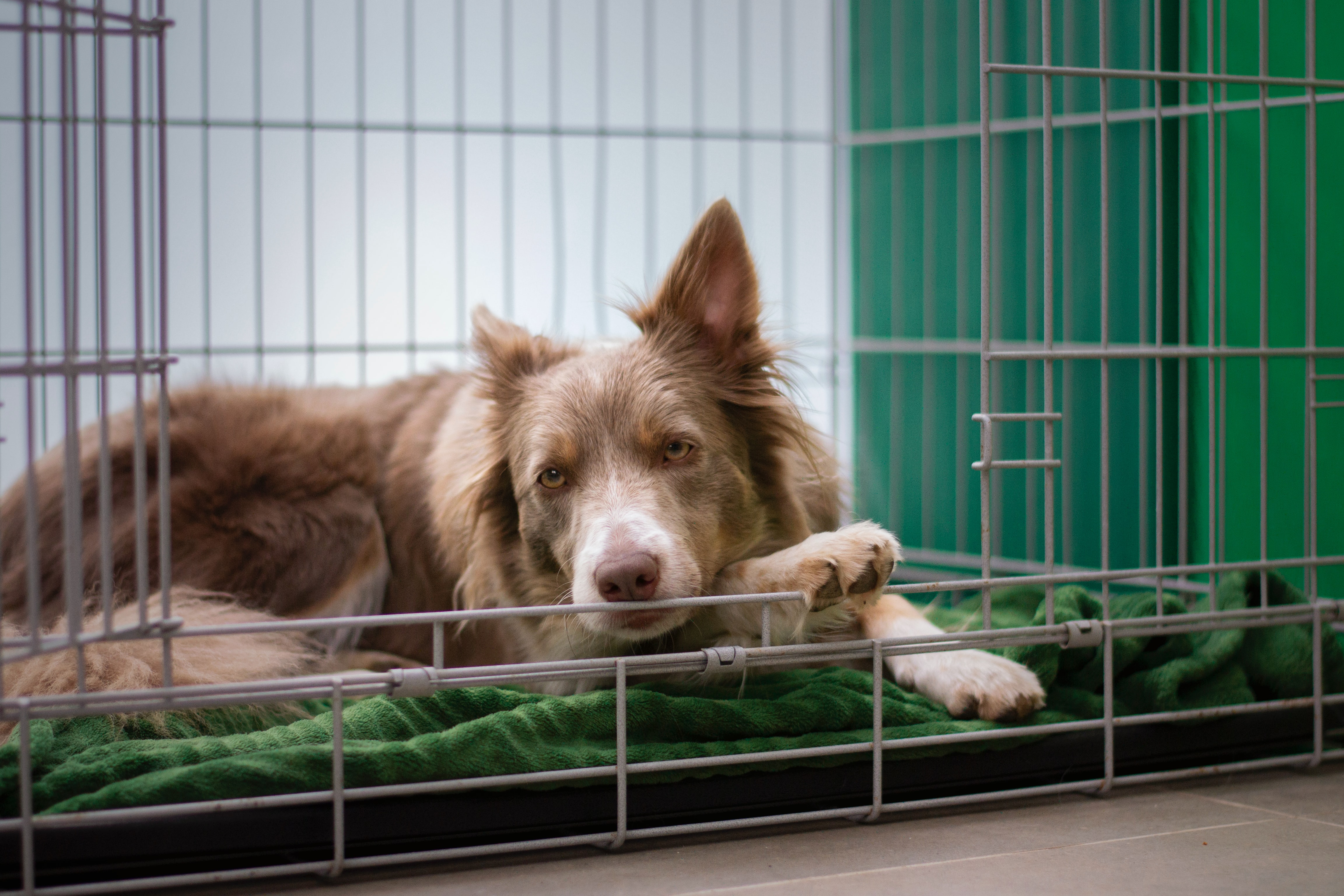 crate training 