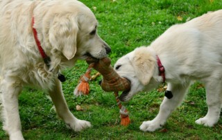 dog training toys