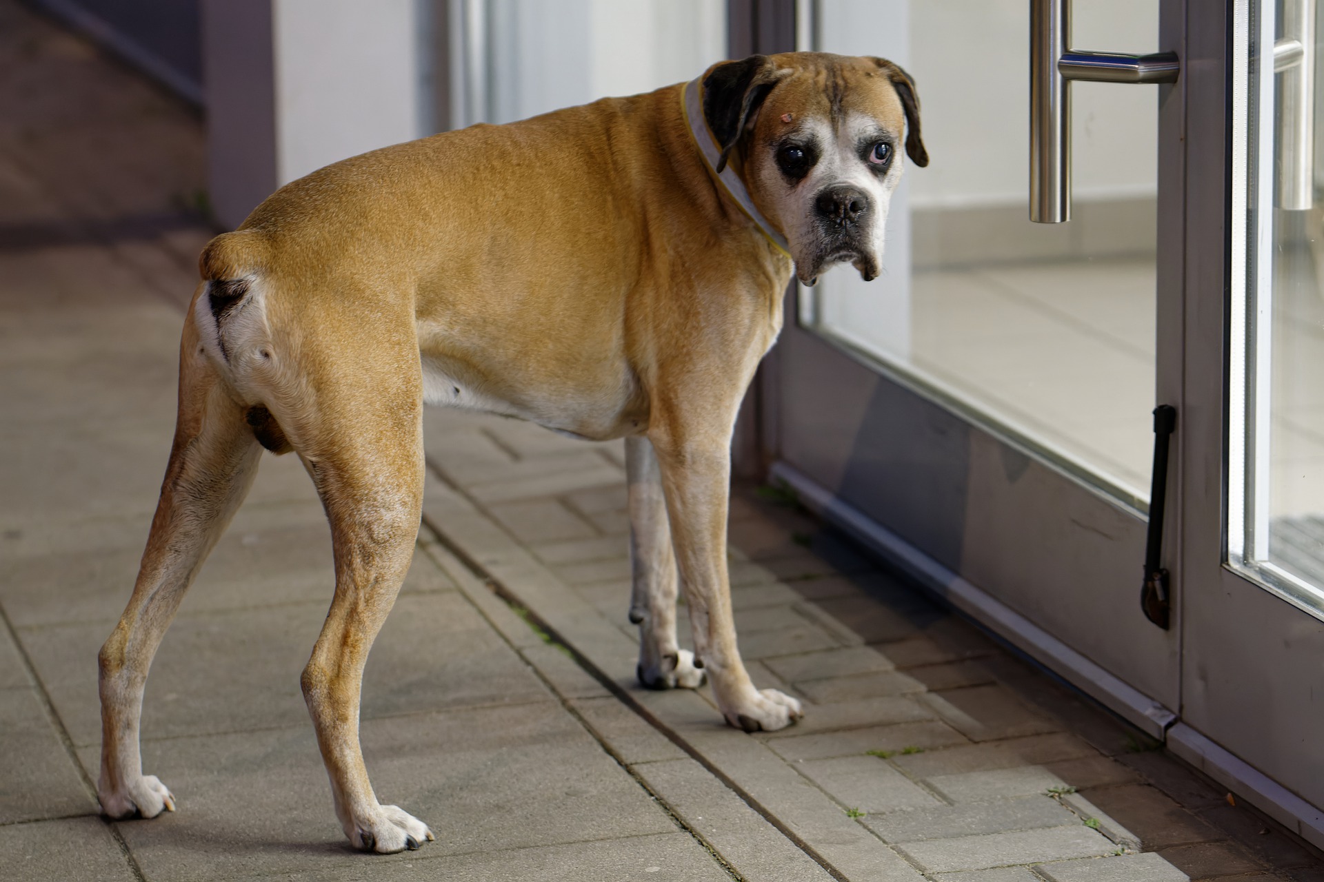 politely-greeting-visitors-at-the-front-door-gulf-coast-k9-dog-training