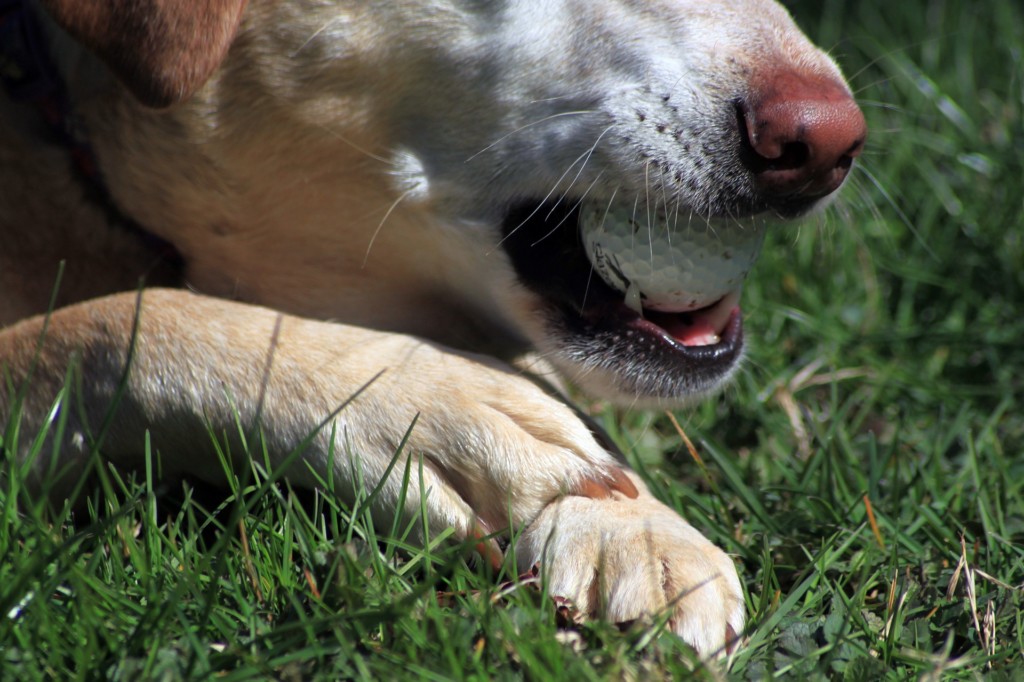 when-your-dog-breaks-a-toenail-gulf-coast-k9-dog-training