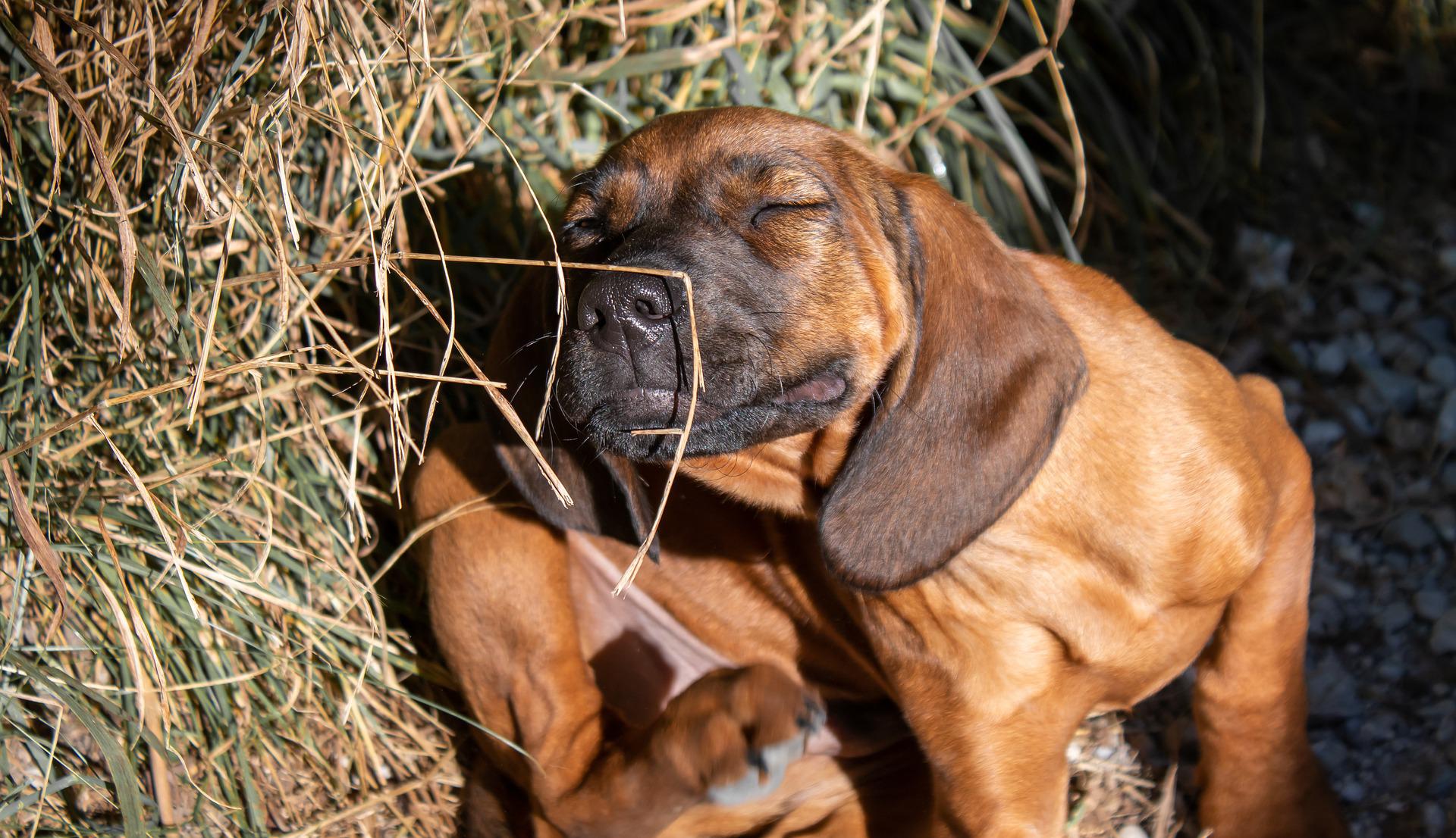 canine health Sarasota