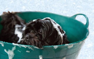 bath time canine training